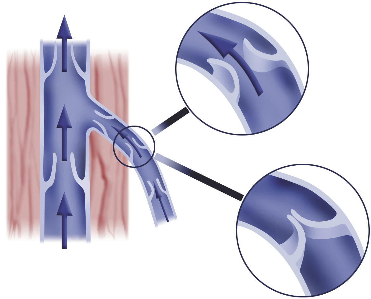 Клапаны вен рисунок. Вены и венозные клапаны.